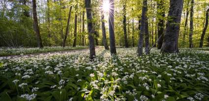 Wild Garlic in Sussex