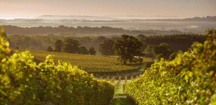 Blackdown Ridge Vineyard