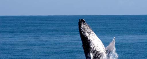 majestic-humpback-whales-in-dominican-republic