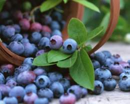 Annual Berry Bash!
