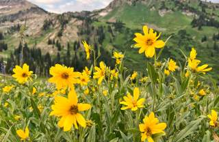 Wasatch Wildflowers
