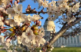Cherry Blossoms at the Utah State Capitol