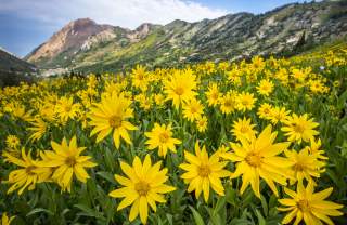 A field of Heartleaf Arnica in the Cottonwood Canyons.