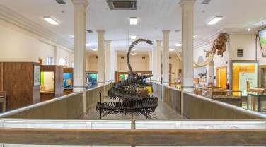 Interior of a geology museum featuring a large prehistoric marine reptile skeleton mounted in the center aisle, surrounded by fossil displays and exhibit cases beneath tall white columns.