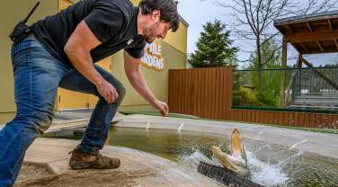 Reptile Gardens handler during the Gator Show in Rapid City, SD