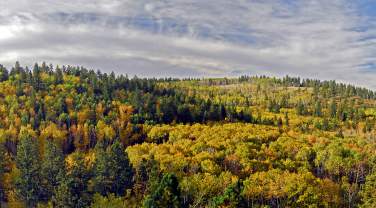 Panoramic view of a lush forest in autumn. Trees display vibrant yellow, green, and orange leaves. A cloudy blue sky adds contrast, evoking tranquility.