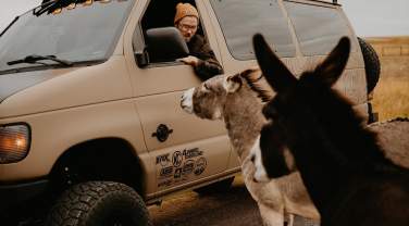 Man in Van with Donkeys around it