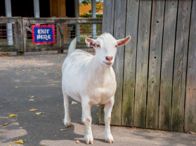 Milwaukee Zoo’s Goats Look Ready to Drop the Hottest Albums of 2025