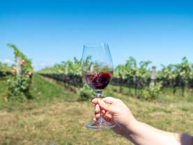 Wine glass