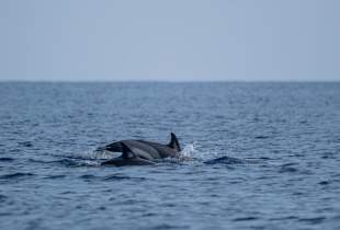 Escapadas en barco desde Fuengirola: el mar como plan de verano