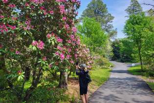 Rhododendron Fest