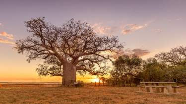 The Dinner Boab Tree in Derby, situated on the muflats. The sun is setting in the distances, with beautiful gold and red blue colours in the sky.