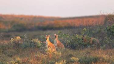 Cape Keraudren Coastal Reserve