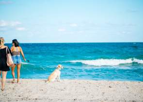 Dog Beach