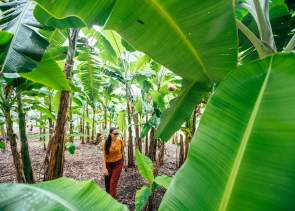 Woman walking trees at Flamingo Gardens in Fort Lauderdale