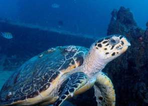 Mobi Turtle Wreck
