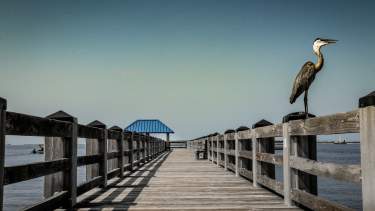 Coastal Mississippi Pier with bird