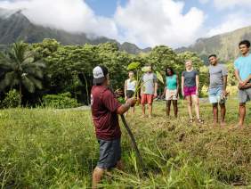 Rick Barboza of Papahana Kuaola shows volunteers how to harvest kalo (taro) from a loi
