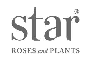 Star Roses & Plants