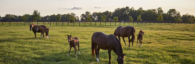 Spycoast Farm