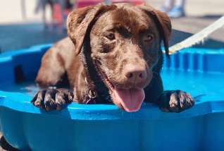 Bike Boat Brew & Bark