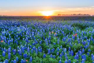 Where to See Wildflowers Near Austin