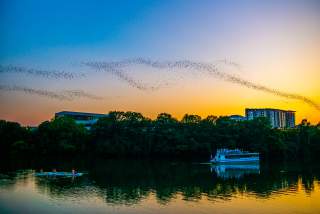 Image of Lady Bird Lake at sunset with a cloud of bats flying across the sky with a tour boat floating on the water below.