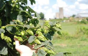 Falling Branch Brewery Hops