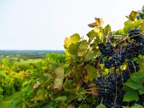 5 Wine Varietals to Try in Loudoun