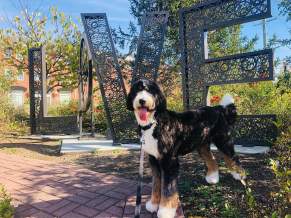 Best Dog-Friendly Businesses in Loudoun