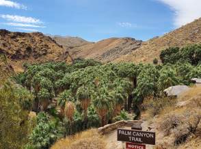 Palm Canyon trail.