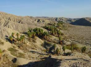 Coachella Valley Preserve: A Thousand Palms Oasis Near Palm Springs