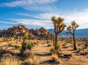 Joshua Tree Day Trip from Palm Springs