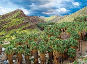 palm canyon fan palm grove