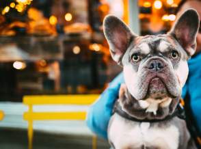 Palm Springs: A Pet-Friendly Getaway