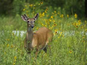 A young deer standing in a field of tall grass and yellow flowers.