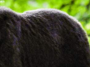 GREG'S BEARS