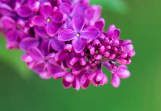 lilacs