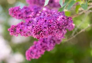 lilacs
