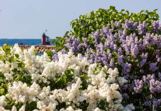 Lilac Care