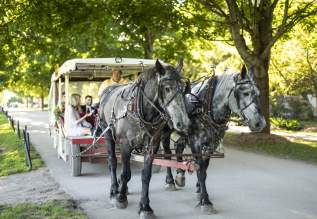 Horse drawn transportation