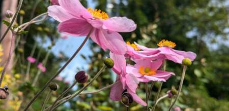 Flowers in Clyne Garden