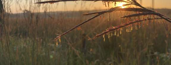 Tallgrass Prairie Ecology: for the adult learner