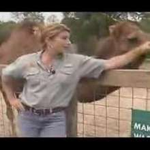 Tigers for Tomorrow - Dekalb County - Explore my Alabama