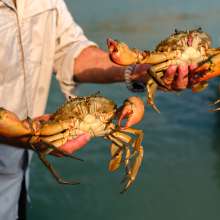 Kimberley mudcrabs, caught and cooked over a beachside fire.