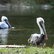 Pelicans at the Baton Rouge Zoo