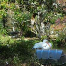 White Pelican at the Baton Rouge Zoo