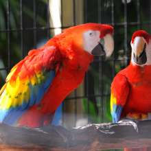 Macaws at the Baton Rouge Zoo