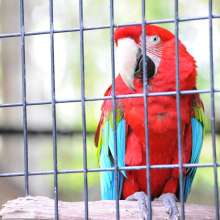 Macaw at the Baton Rouge Zoo