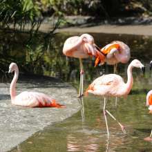Flamingos at the Baton Rouge Zoo